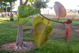 Ficus benghalensis. Верхушка побега молодого дерева. Израиль, г. Ришон-ле-Цион, на набережной, в озеленении. 22.06.2019.