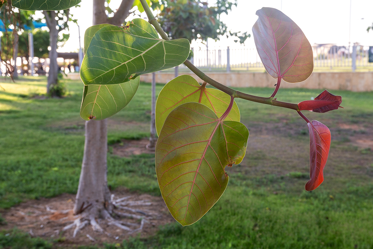 Изображение особи Ficus benghalensis.