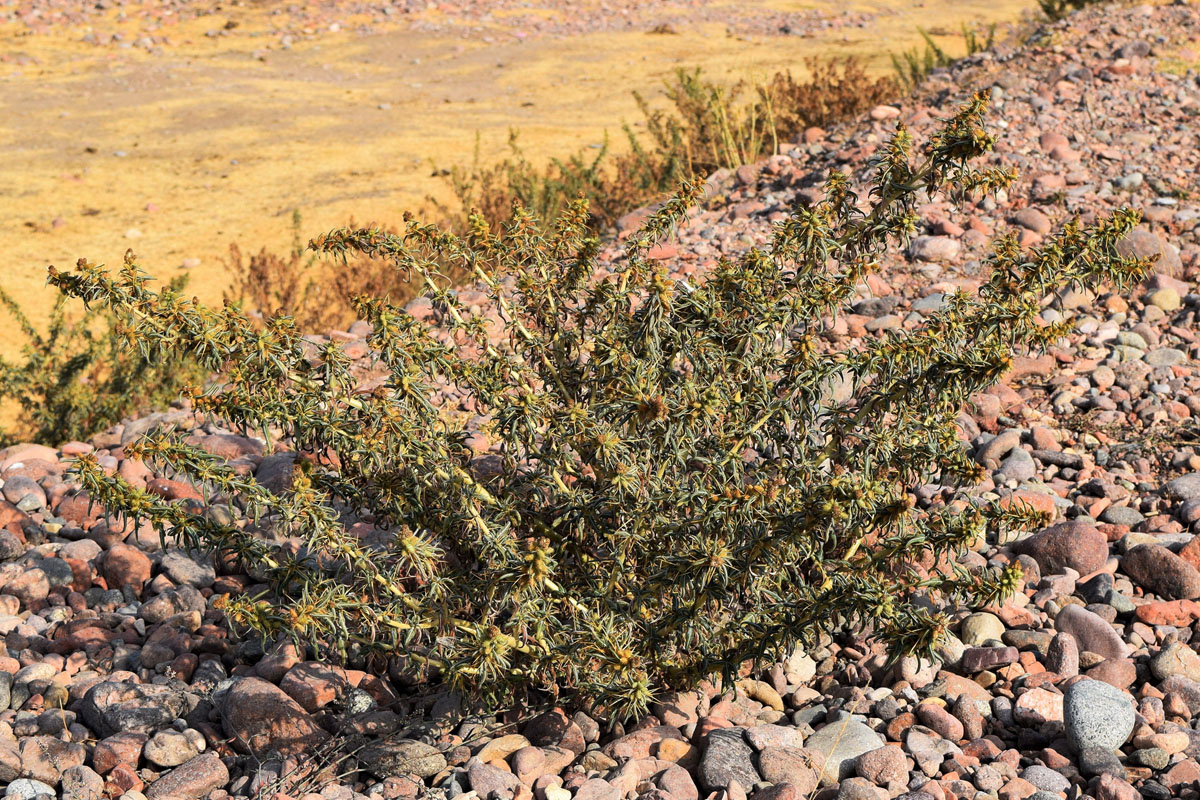 Image of Xanthium spinosum specimen.