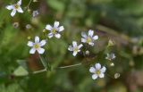 Gypsophila elegans. Цветки и бутоны с кормящимися мухами. Республика Северная Осетия-Алания, Ирафский р-н, Большой Кавказ, восточный склон хр. Стурфарс, у тропы подъёма на пер. Дунта, ≈ 2290 м н.у.м., субальпийский луг. 06.07.2021.