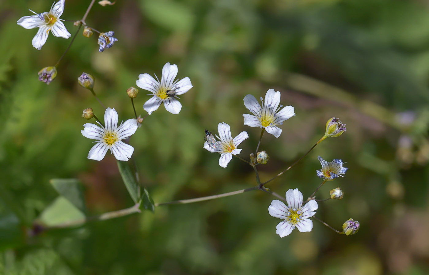 Изображение особи Gypsophila elegans.