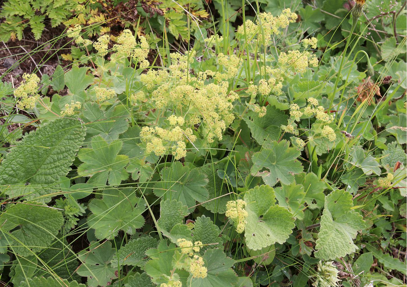 Изображение особи Alchemilla valdehirsuta.