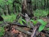 Vincetoxicum scandens