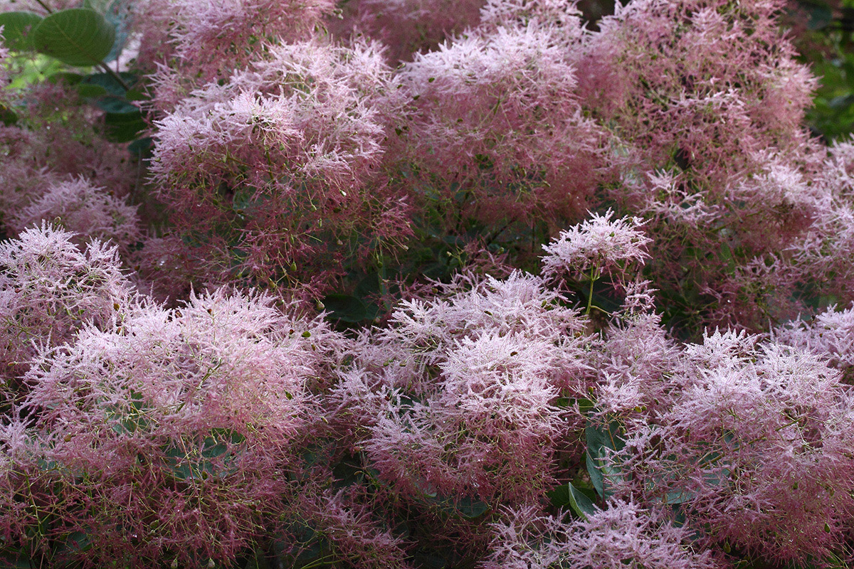 Изображение особи Cotinus coggygria.