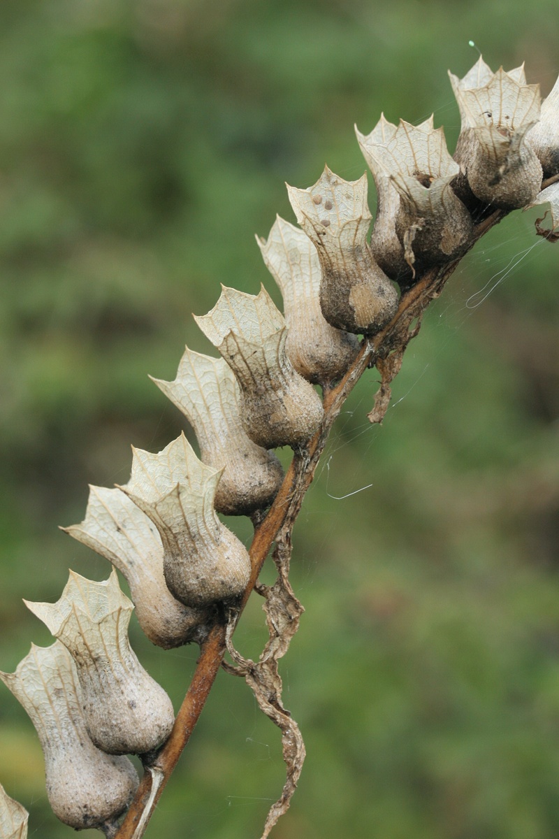 Изображение особи Hyoscyamus niger.