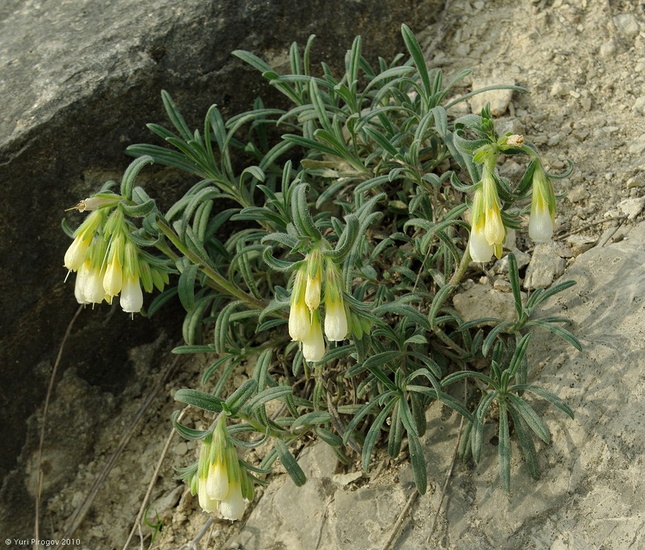 Изображение особи Onosma levinii.