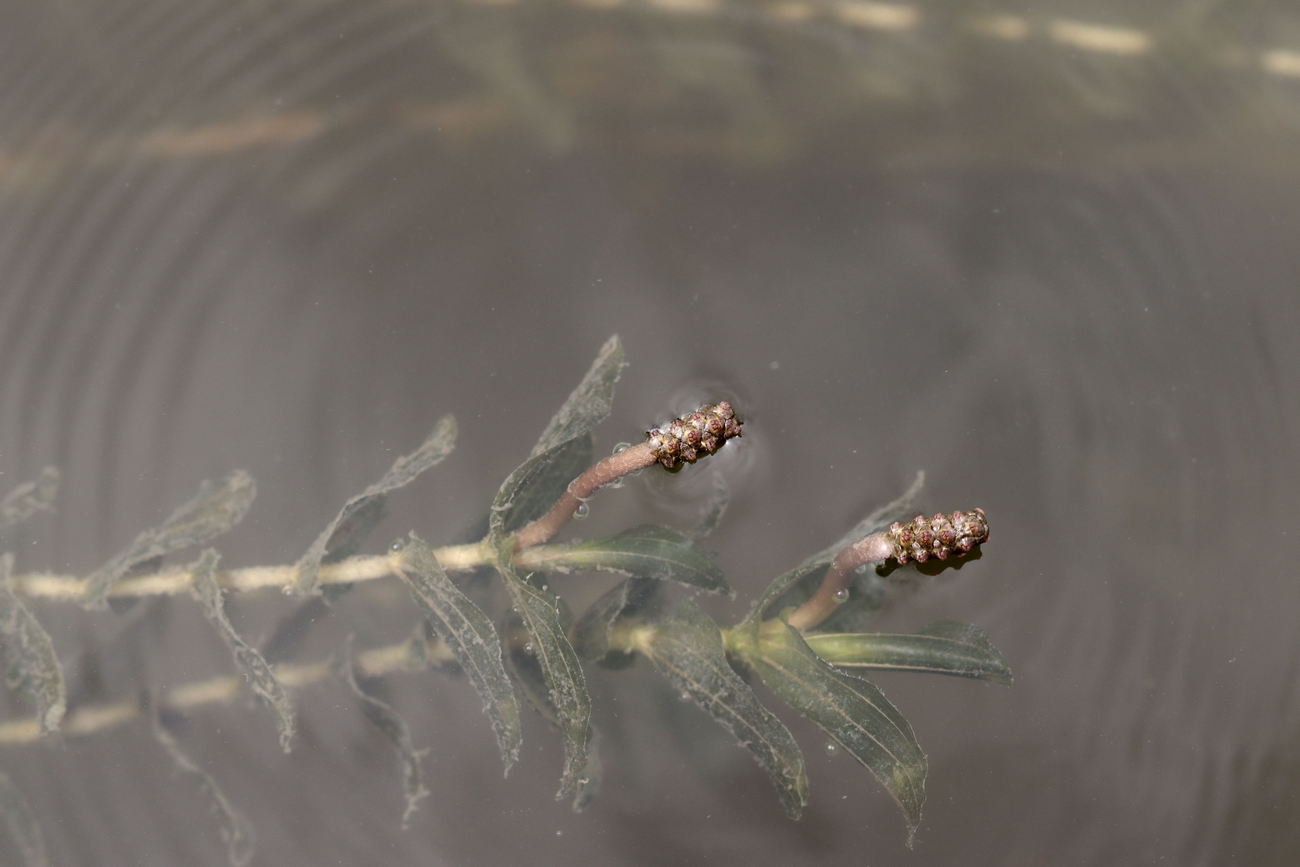 Image of Potamogeton perfoliatus specimen.