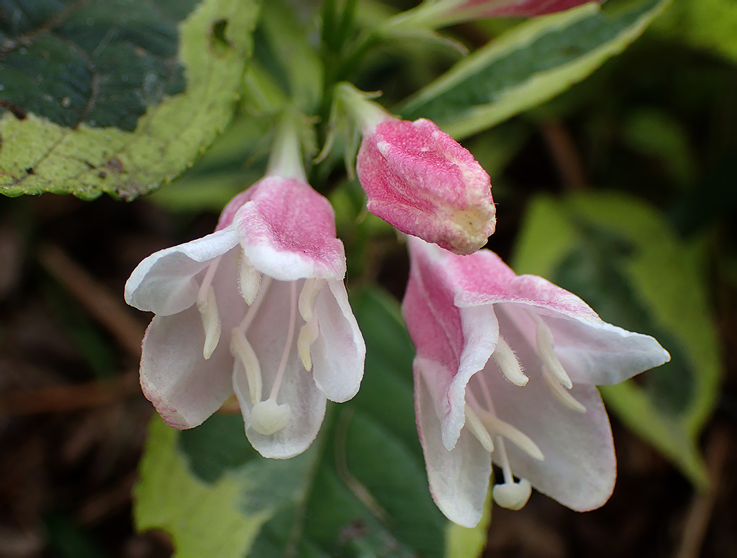 Image of Weigela florida specimen.