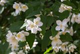 genus Philadelphus. Верхушка веточки с соцветиями. Абхазия, г. Сухум, Сухумский ботанический сад, в культуре. 14.05.2021.