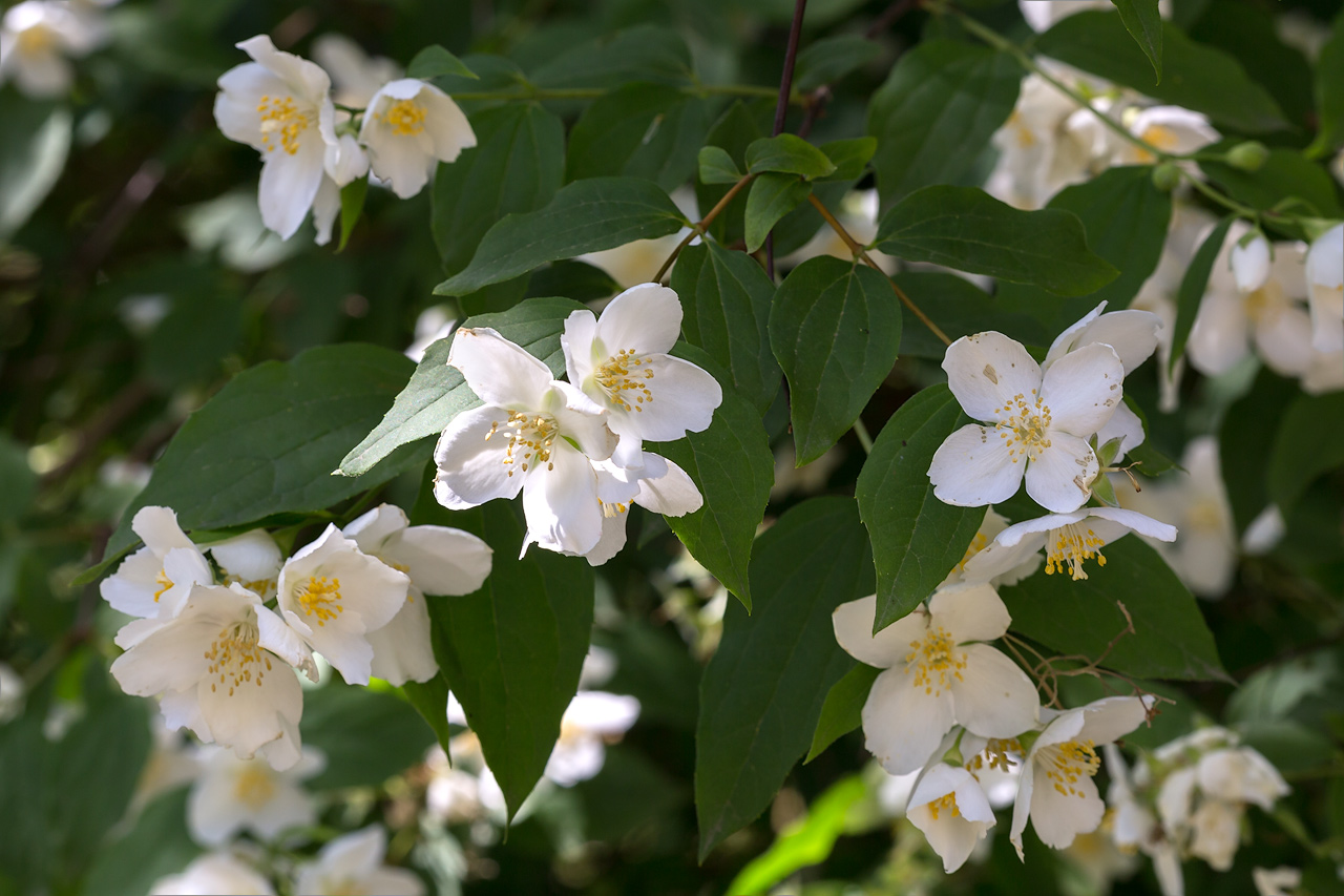 Изображение особи род Philadelphus.