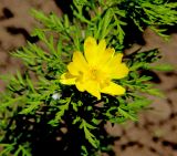 Adonis volgensis