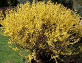 Forsythia &times; intermedia