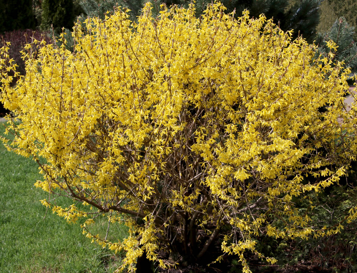 Image of Forsythia × intermedia specimen.