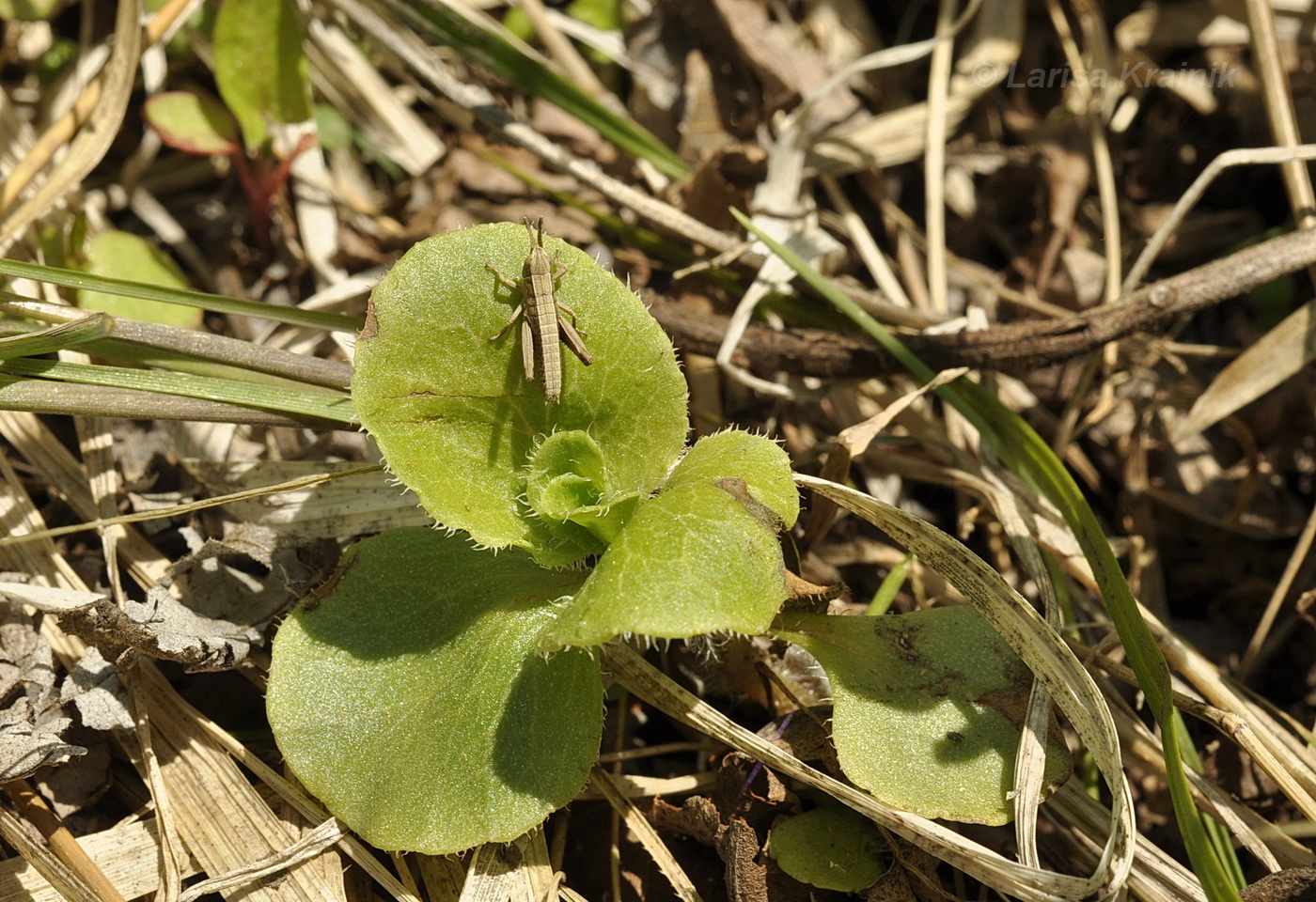 Image of Chrysosplenium pilosum specimen.