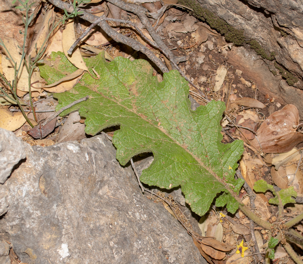 Image of Verbascum tripolitanum specimen.