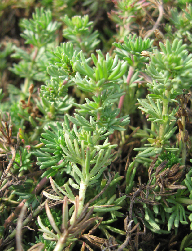 Image of Veronica armena specimen.