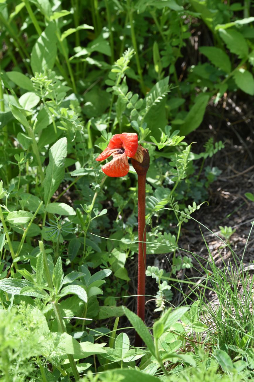 Image of Phelypaea coccinea specimen.