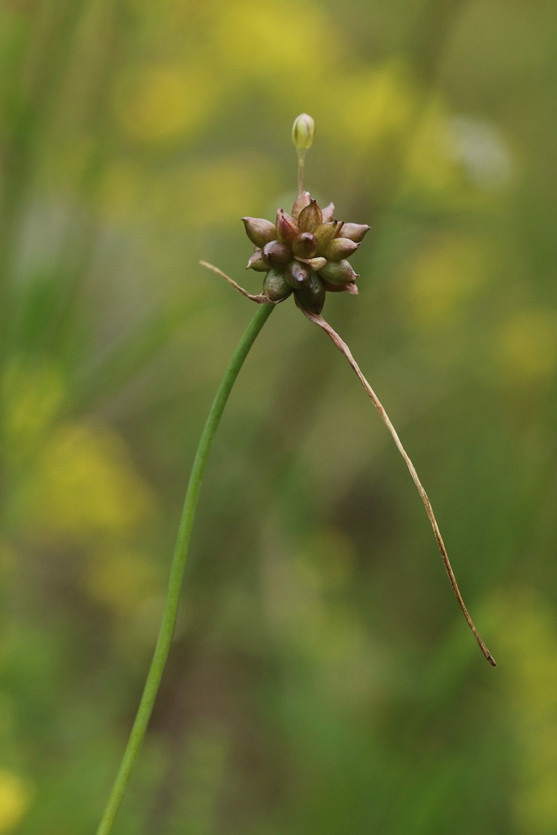 Image of Allium oleraceum specimen.