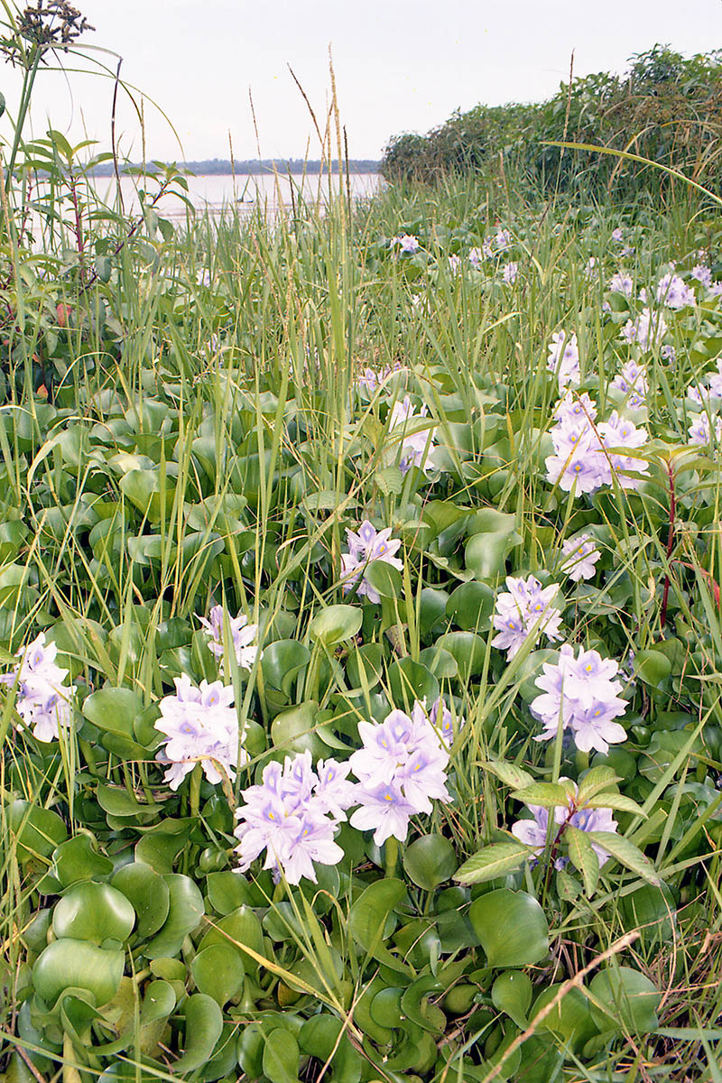 Image of Eichhornia crassipes specimen.