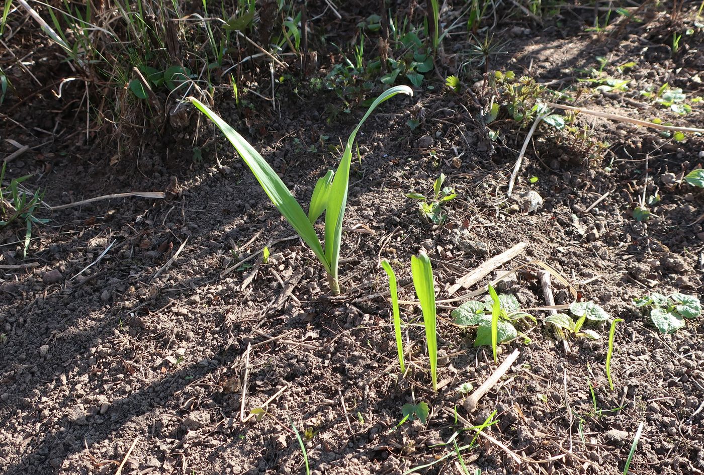 Image of Allium aflatunense specimen.