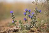 Echium vulgare. Цветущие растения. Ростовская обл., Мясниковский р-н, окр. села Несветай, каменистая степь. 16.07.2022.