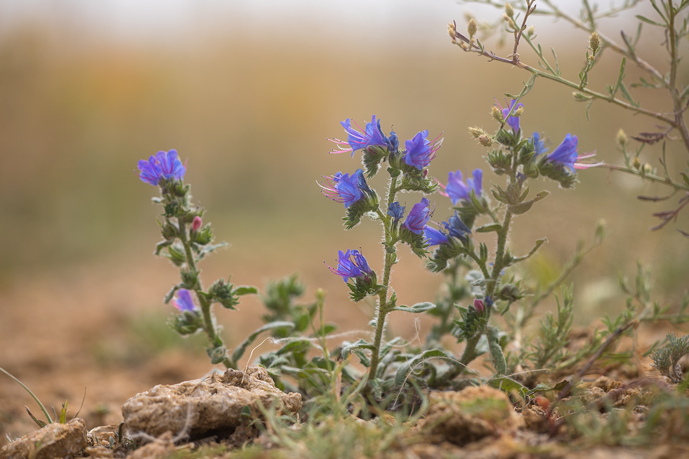 Image of Echium vulgare specimen.