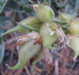 Oxytropis popoviana. Незрелые плоды. Бурятия, окр. Гусиноозерска. 12.07.2009.