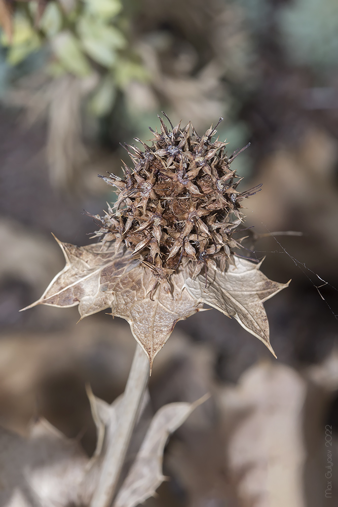 Image of Eryngium maritimum specimen.