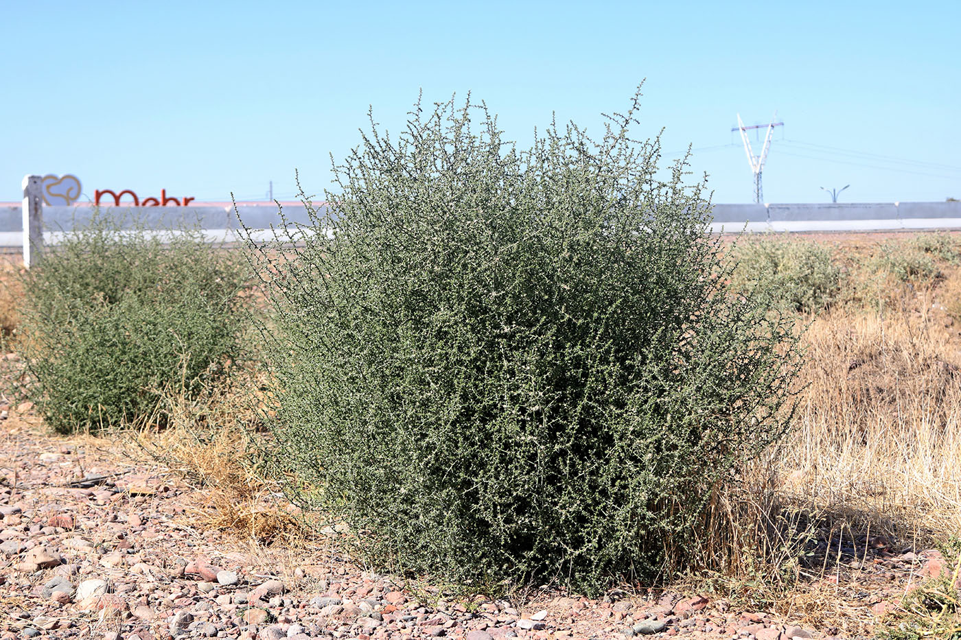 Image of Salsola tragus specimen.