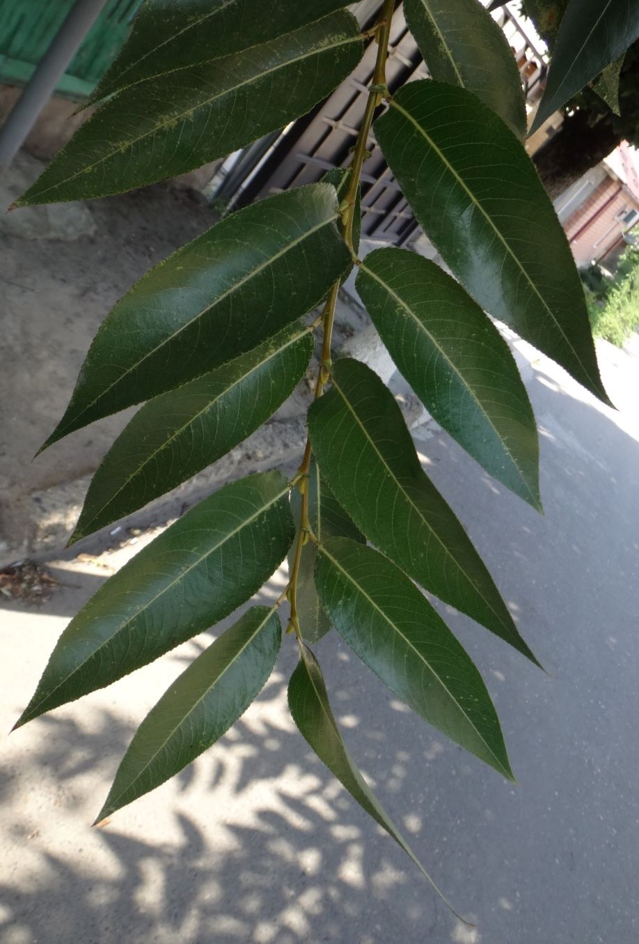 Image of genus Salix specimen.