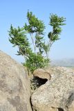 Ailanthus altissima. Вегетирующее растение в трещине скалы. Узбекистан, Самаркандская обл., Ургутский р-н. 08.05.2022.