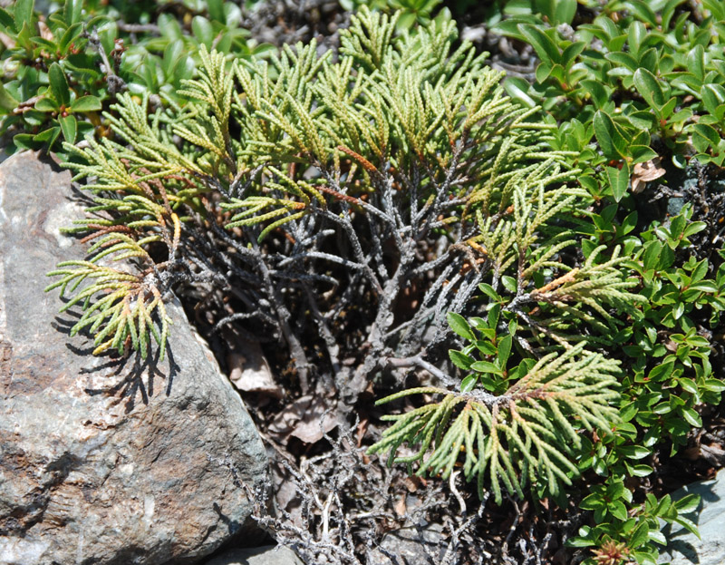 Изображение особи Juniperus pseudosabina.