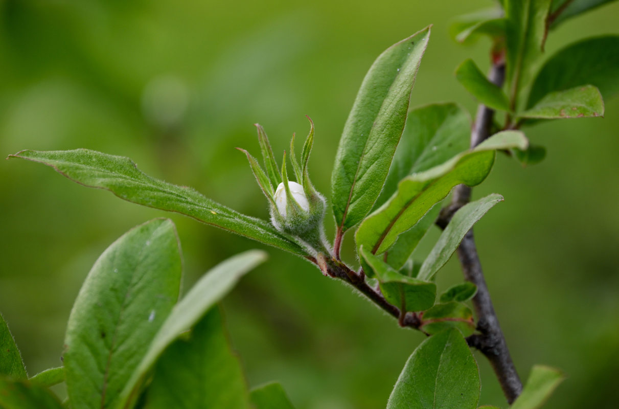 Image of Mespilus germanica specimen.