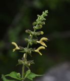 Salvia glutinosa