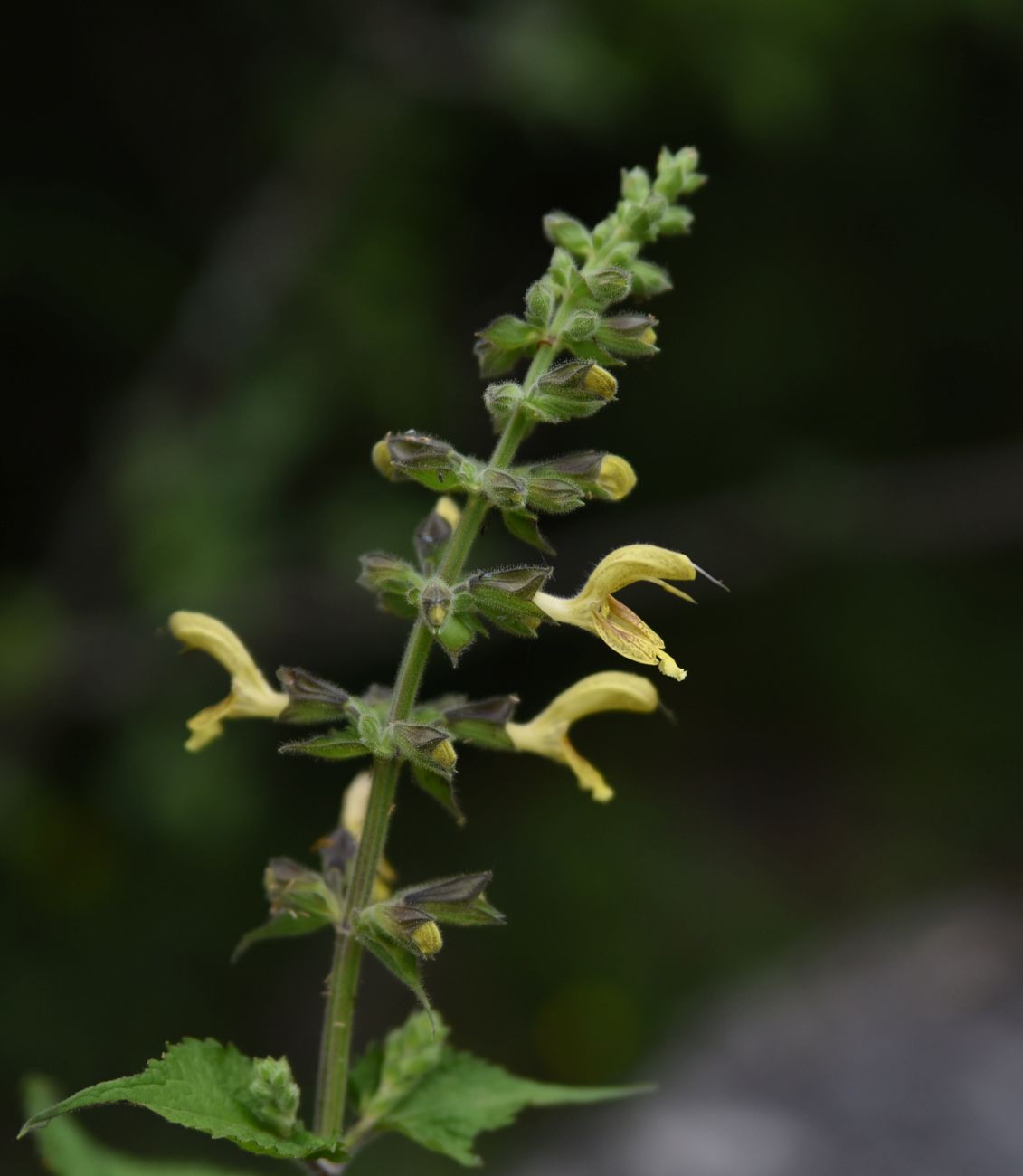 Изображение особи Salvia glutinosa.