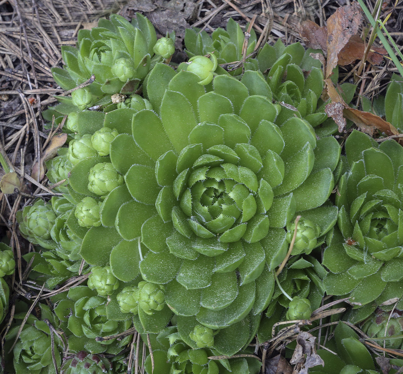 Изображение особи Jovibarba globifera.