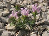 Lamium glaberrimum