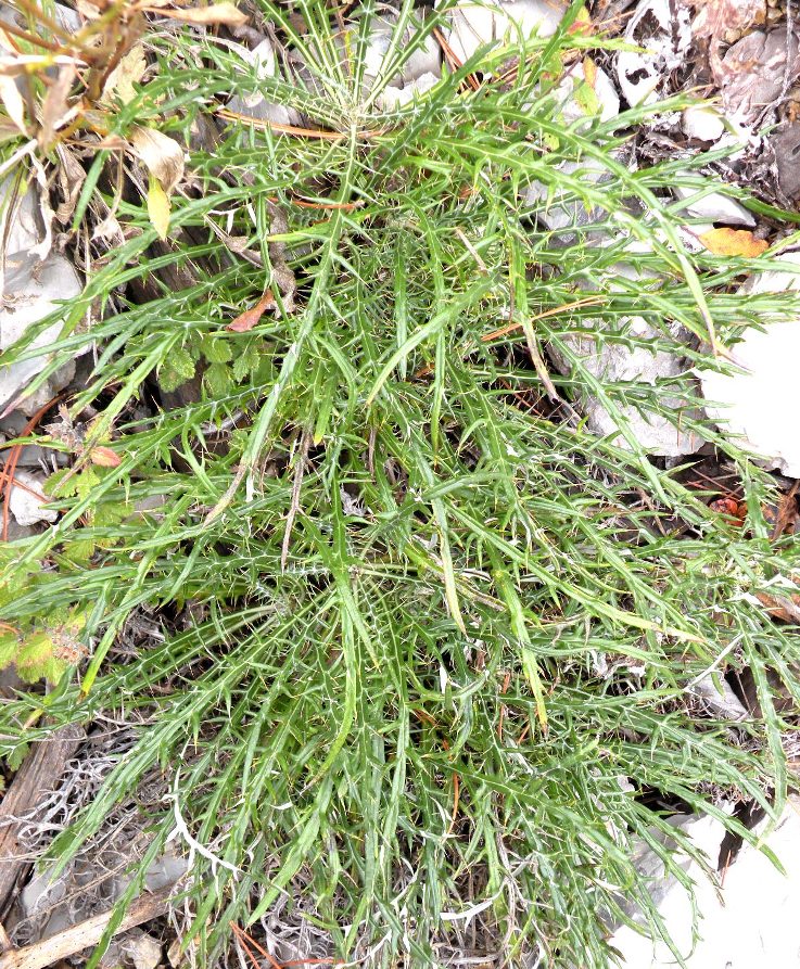 Image of Lamyra echinocephala specimen.