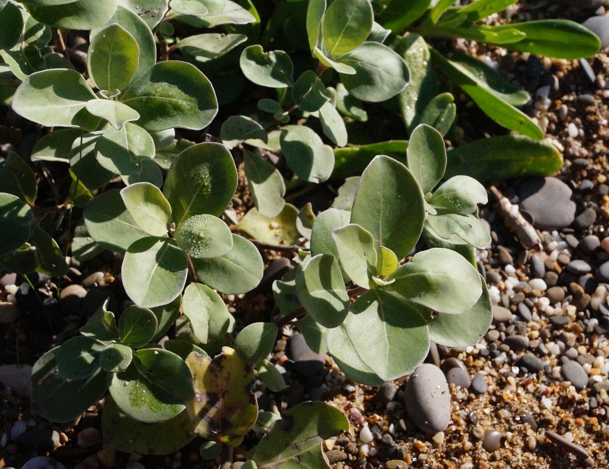 Image of Vitex trifolia ssp. litoralis specimen.