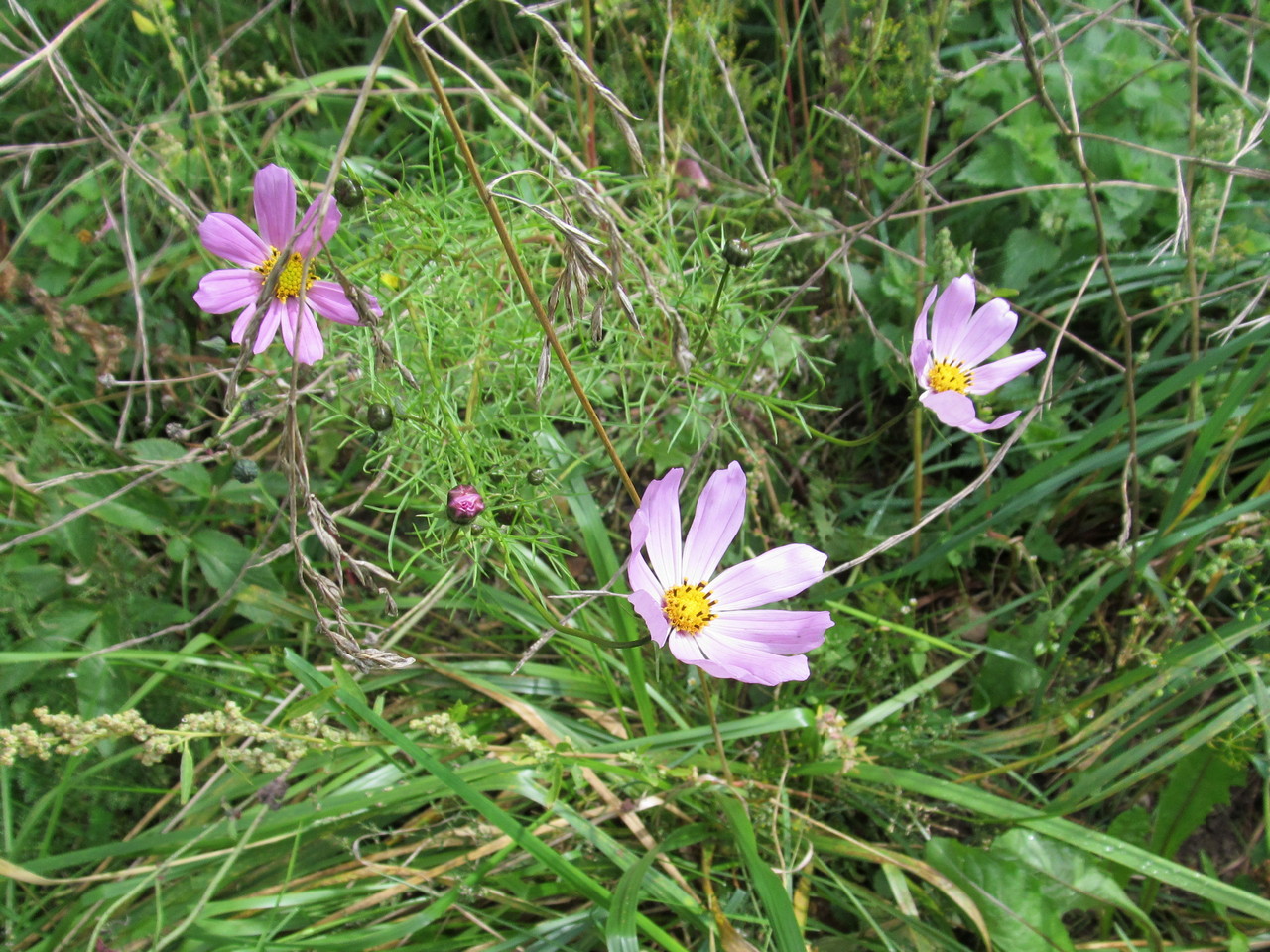 Image of Cosmos bipinnatus specimen.