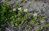 Trifolium repens. Цветущие растения. Дагестан, Магарамкентский р-н, окр. с. Приморский, песчаный пляж. 05.05.2022.