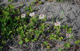 Trifolium repens