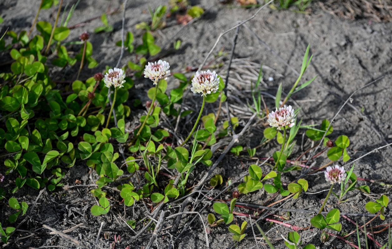 Image of Trifolium repens specimen.