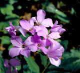 Cardamine quinquefolia