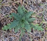 Cirsium vulgare