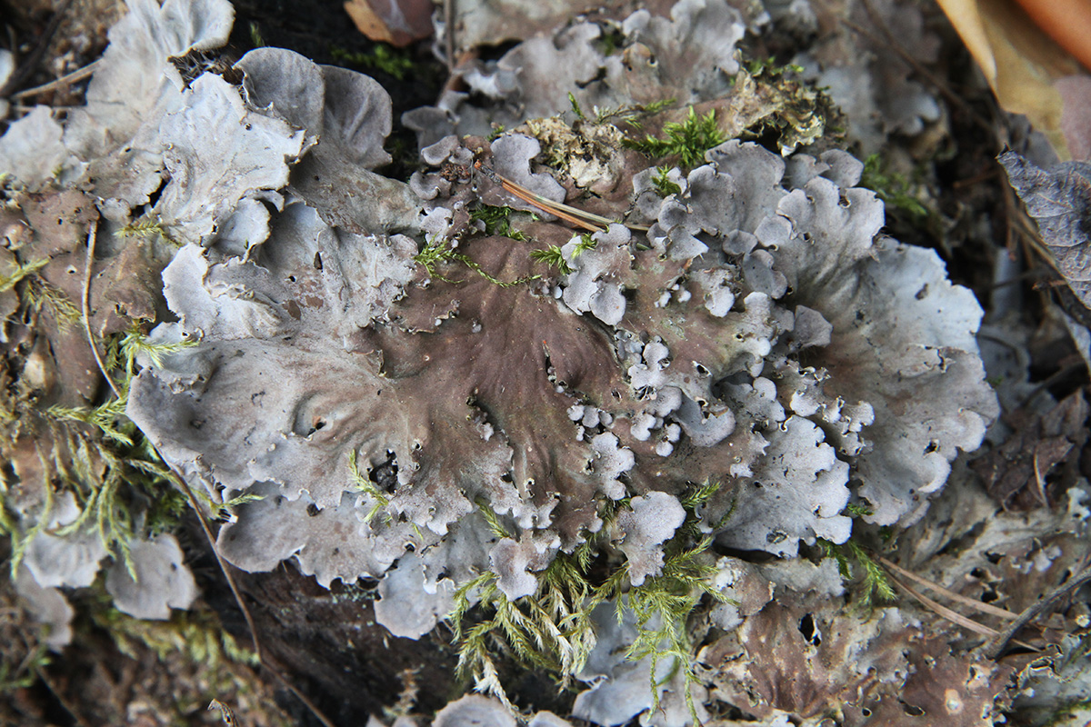 Image of genus Peltigera specimen.