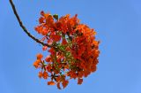 Delonix regia. Верхушка ветви с соцветием. Египет, мухафаза Асуан, г. Асуан, в культуре. 03.05.2023.