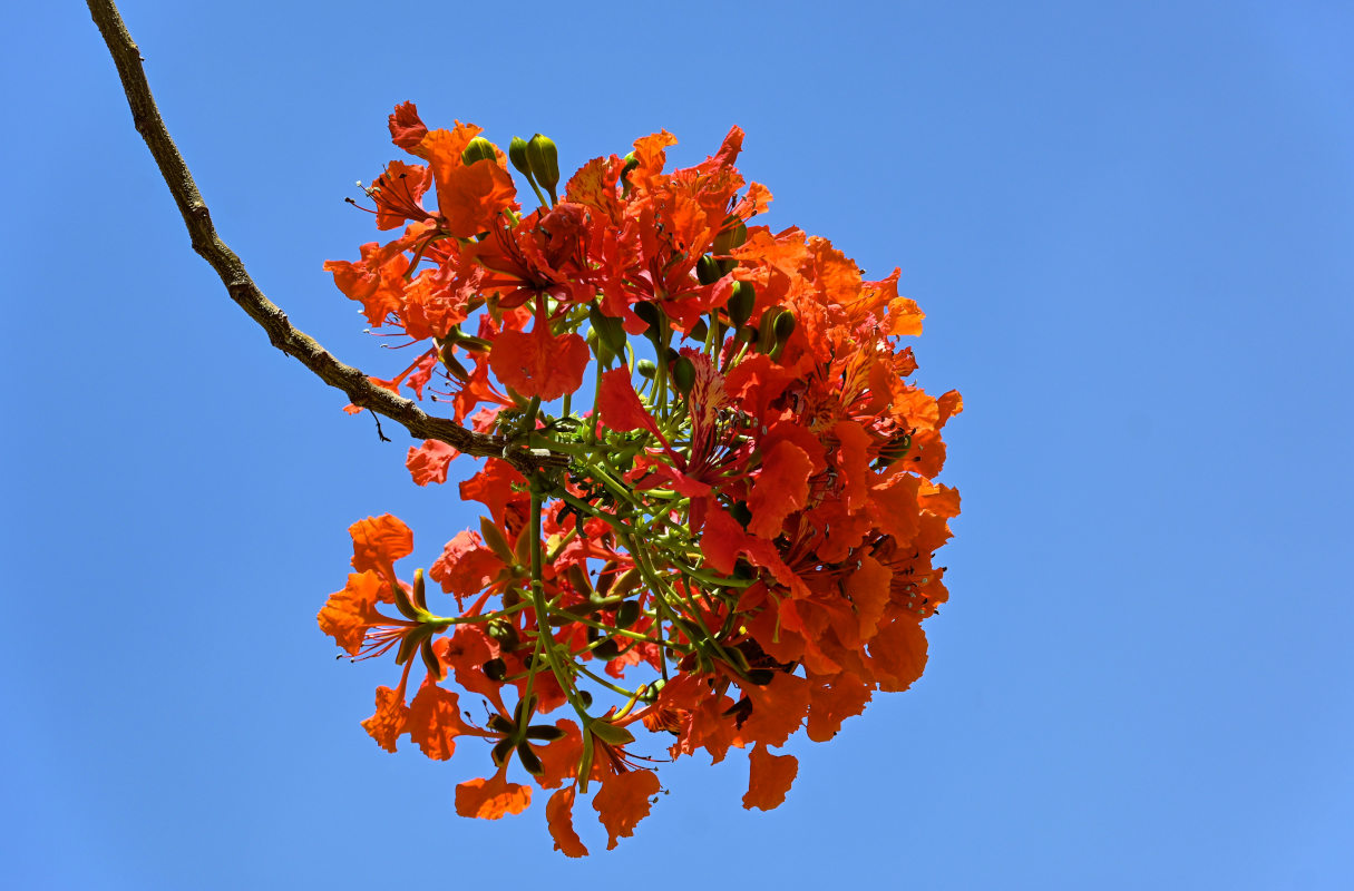 Изображение особи Delonix regia.