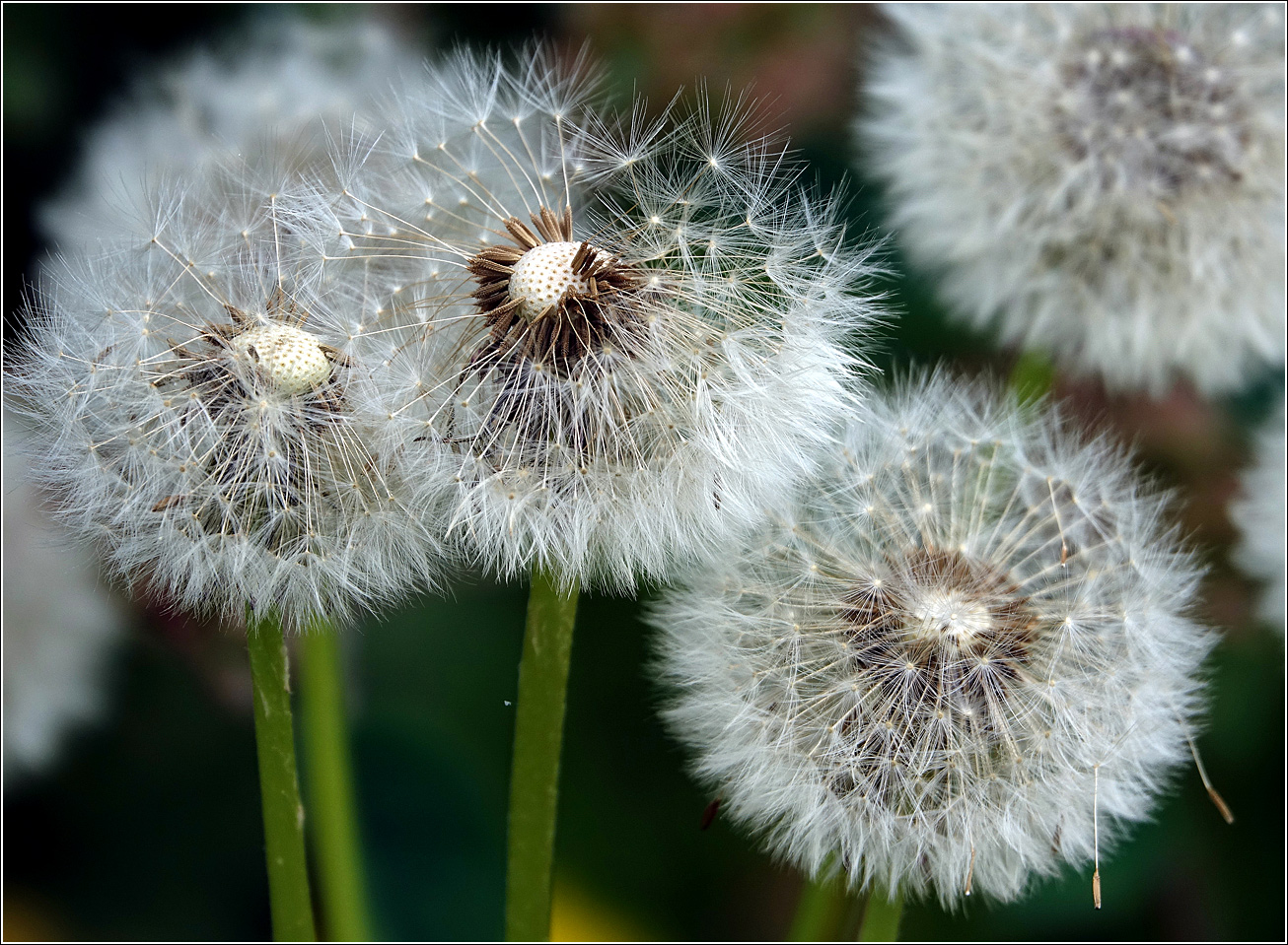 Изображение особи Taraxacum officinale.