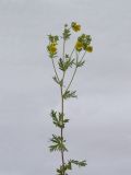 Potentilla impolita